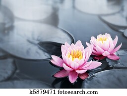 Lotus blossoms