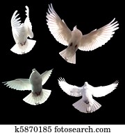 white dove white dove