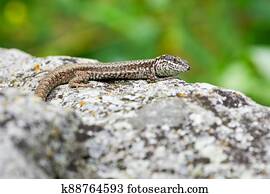 Common wall lizard sunbathing