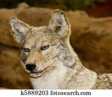 coyote close up coyote close up