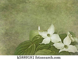Dogwood Bouquet Dogwood Bouquet