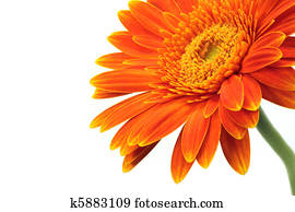 Gerbera blossom