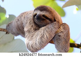 Happy Sloth Happy Sloth