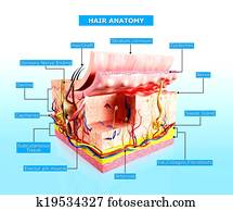 Human skin layer anatomy Human skin layer anatomy