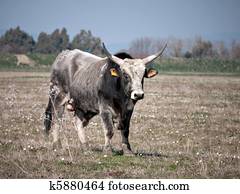 Little white bull - differential focus