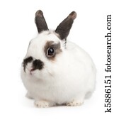 rabbit rabbit