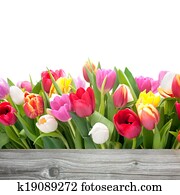 spring tulips flowers spring tulips flowers