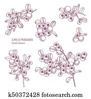 الأفعى التوت نضج نضج ألبوم الصور K52978267 Fotosearch