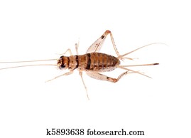 昆虫 コオロギ ストックフォト 写真素材 K Fotosearch 昆虫 コオロギ ストックフォト 写真素材 K Fotosearch