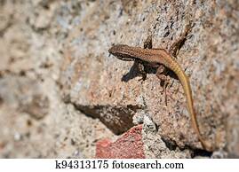 Common wall lizard sunbathing