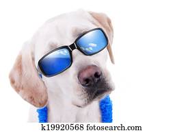 día de fiesta de verano, perro