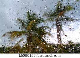 Hurricane tropical storm palm trees from inside car Hurricane tropical storm palm trees from inside car