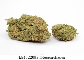 marijuana, broto, fundo branco