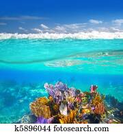 Mayan Riviera coral reef underwater up down waterline Mayan Riviera coral reef underwater up down waterline