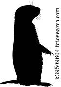 Prairie dog Prairie dog