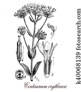 Centaurium erythraea or common centaury, botanical vintage engraving Centaurium erythraea or common centaury, botanical vintage engraving