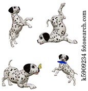 Dalmatian puppies2 Dalmatian puppies2