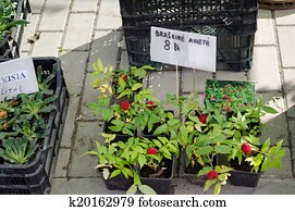 Plastik Himbeer Deko Fotos | 32 Plastik Himbeer Deko Bilder | Fotosearch