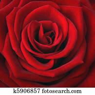 rose rose