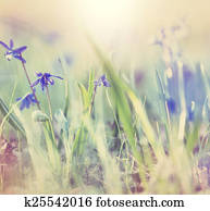 Spring flowers Spring flowers