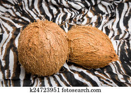 African coconut