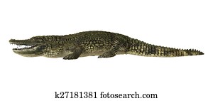 American Alligator American Alligator