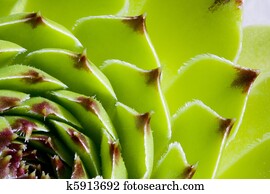 cactus cactus