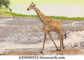 Giraffe Giraffe