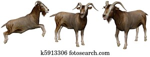goat goat