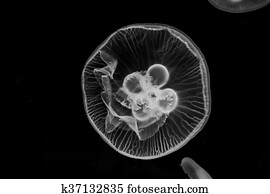 Jellyfish Jellyfish