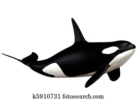 killer whale killer whale