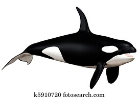 killer whale killer whale