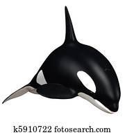 killer whale killer whale