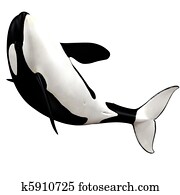 killer whale killer whale