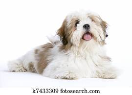 Lhasa Apso Dog Lying Down