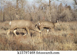 Mule Deer Buck Leading His Female Family Winter Grassland Mule Deer Buck Leading His Female Family Winter Grassland