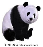 panda panda