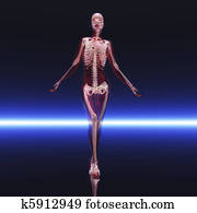 Skeleton Skeleton