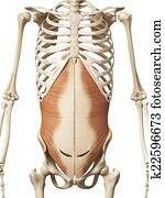 the transversus abdomini the transversus abdomini