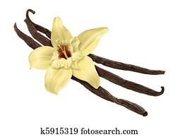 שעועית של וניל, ו, פרוח, (clipping, path)