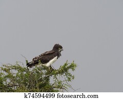 Martial eagle, Polemaetus bellicosus