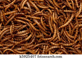 Mealworms