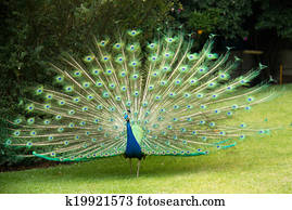 Peacock Peacock
