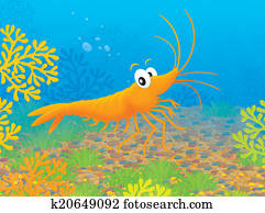 Stock Illustration of shrimp, sea, ocean, benthos, animal, crustaceam