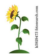 sunflower sunflower
