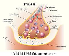 synapse synapse