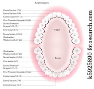 של השיניים, שרטט