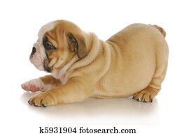 bulldog puppy bulldog puppy