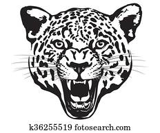 Leopard Head Leopard Head