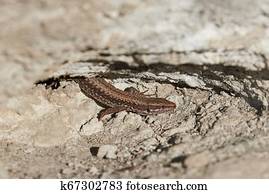 Lizard on a cliff